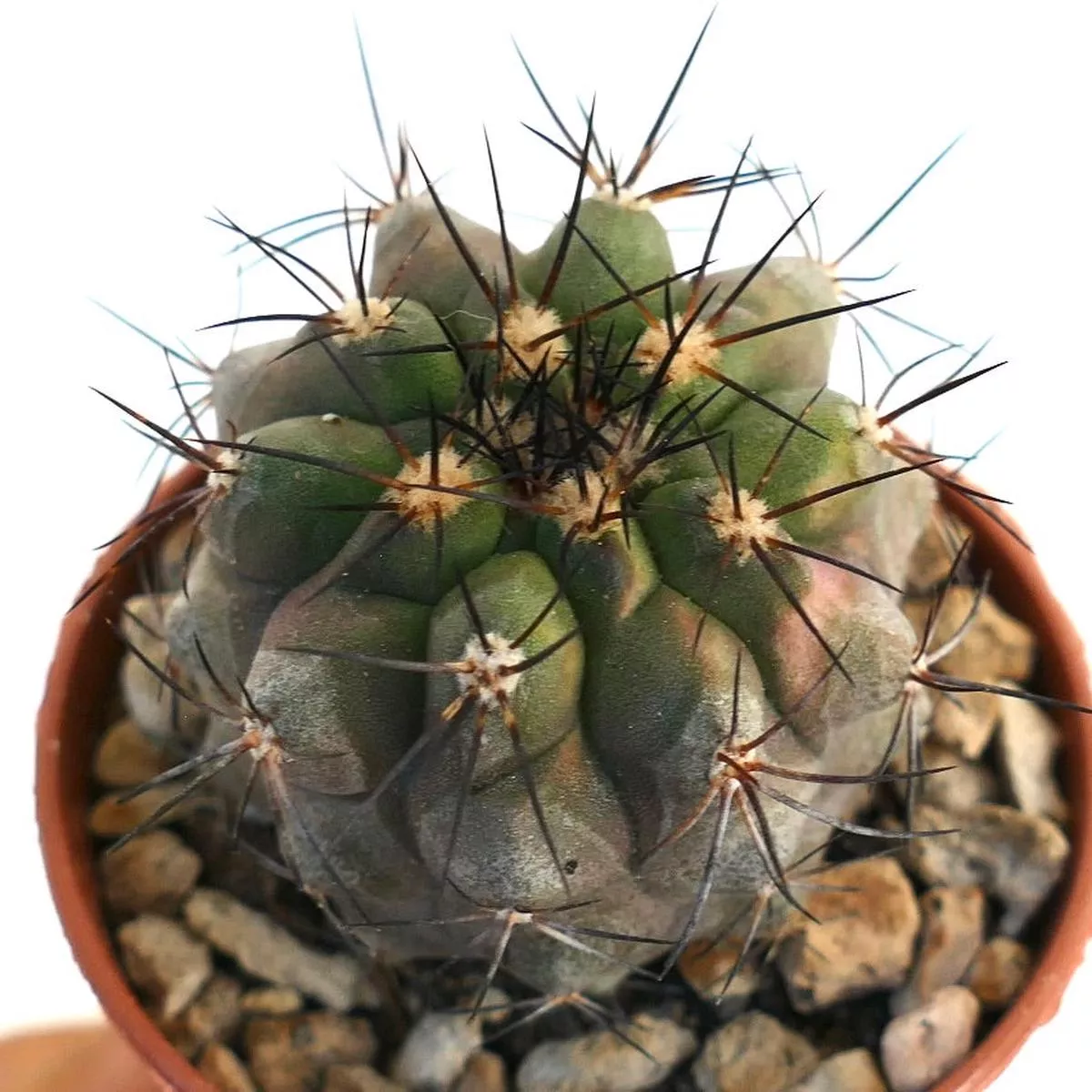Copiapoa atacamensis 83T