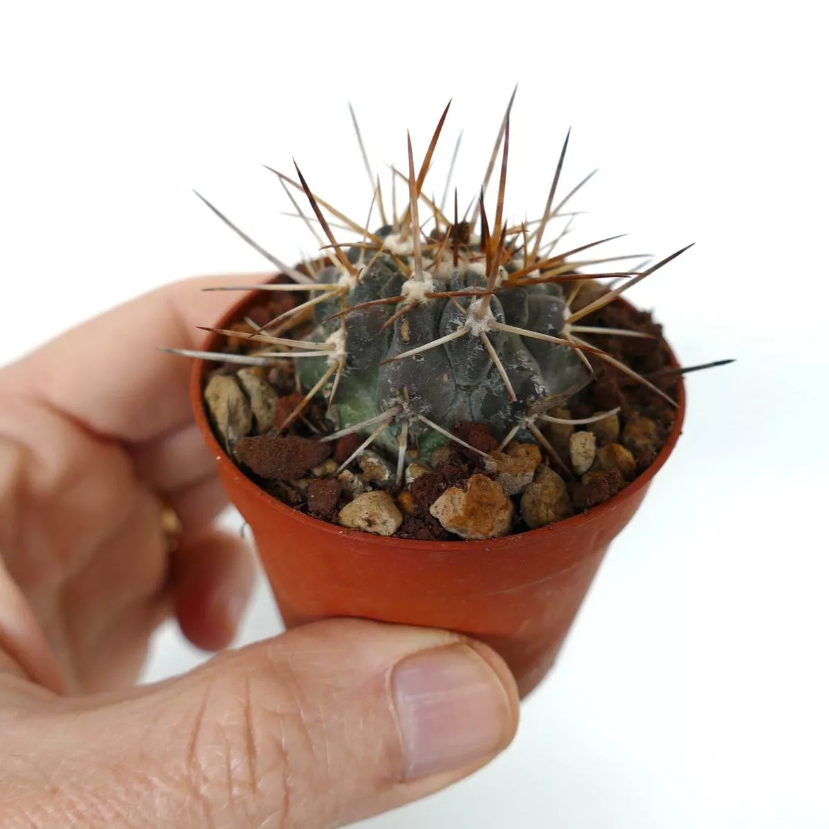 Copiapoa atacamensis BROWN SPINES
