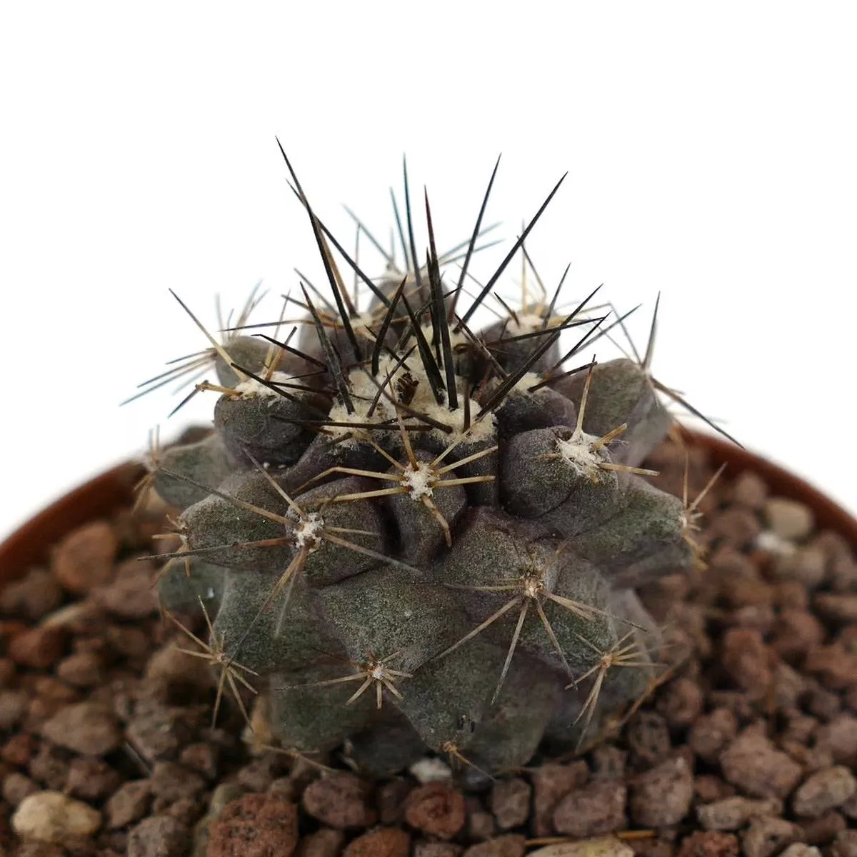 Copiapoa atacamensis GRAY SELECTED