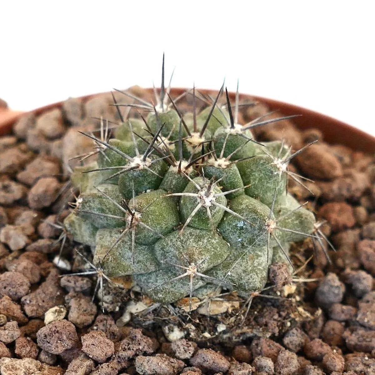 Copiapoa atacamensis SELECTED SEEDLING