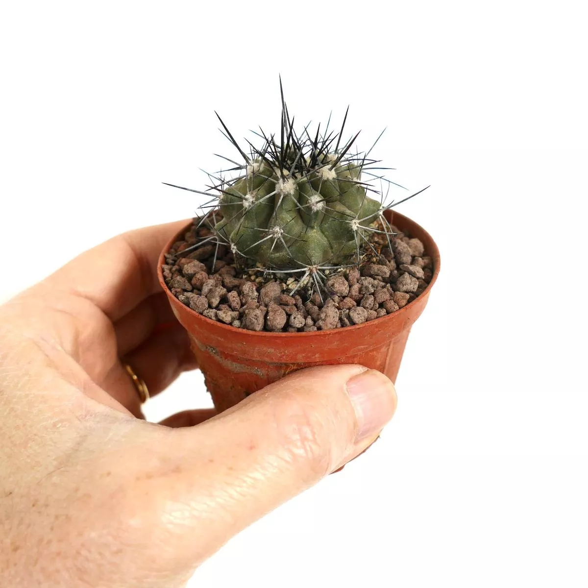 Copiapoa atacamensis STRONG BLACK SPINES