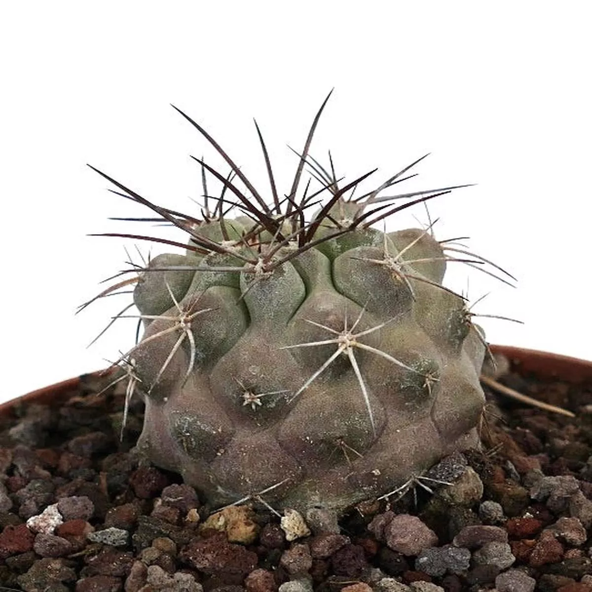 Copiapoa atacamensis SUPER GRAY 1160