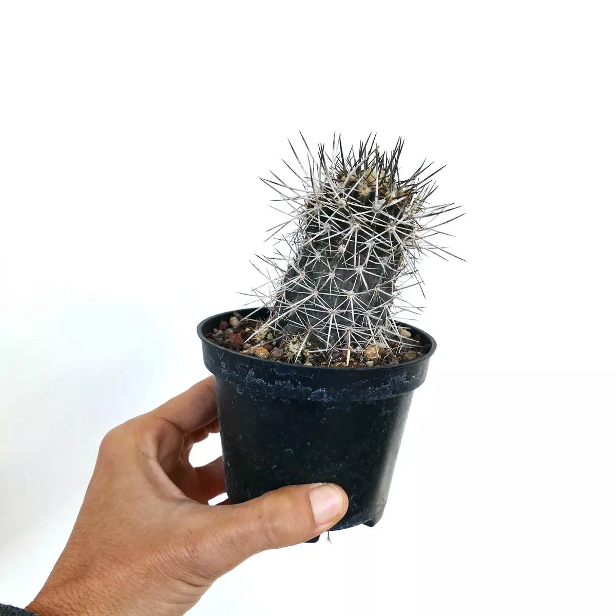 Copiapoa atacamensis VERY SPINY