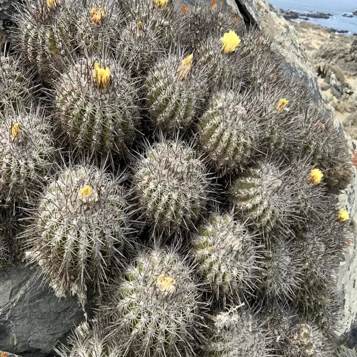 Copiapoa baderi SEEDS