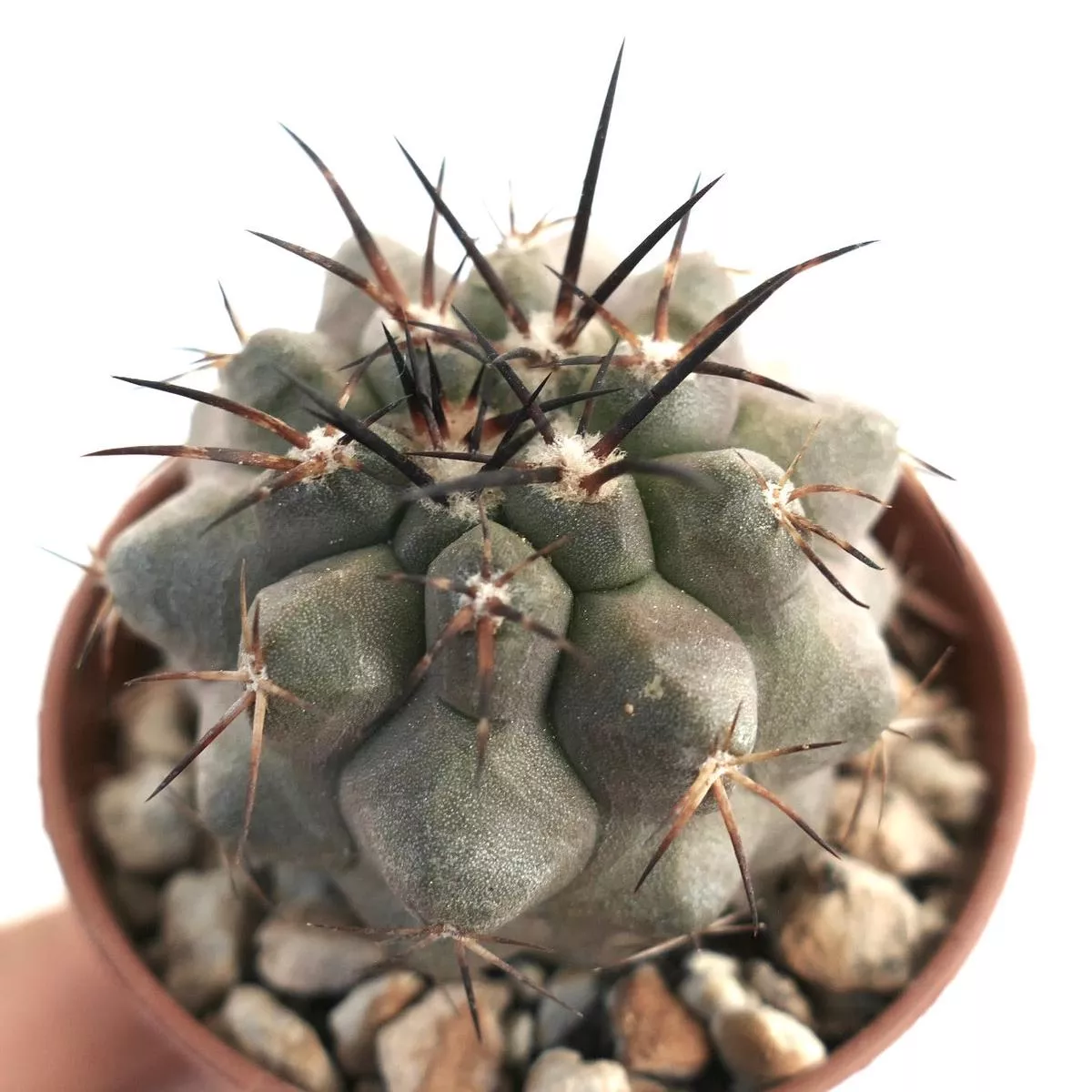 Copiapoa carrizalensis 2R9