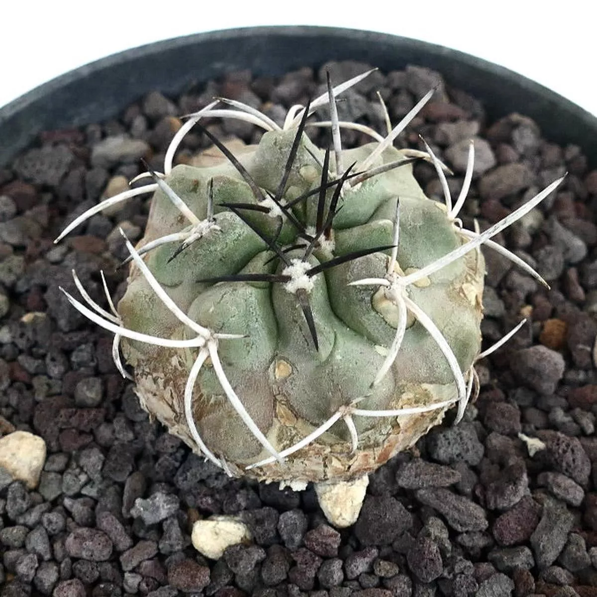 Copiapoa carrizalensis (Own Roots)