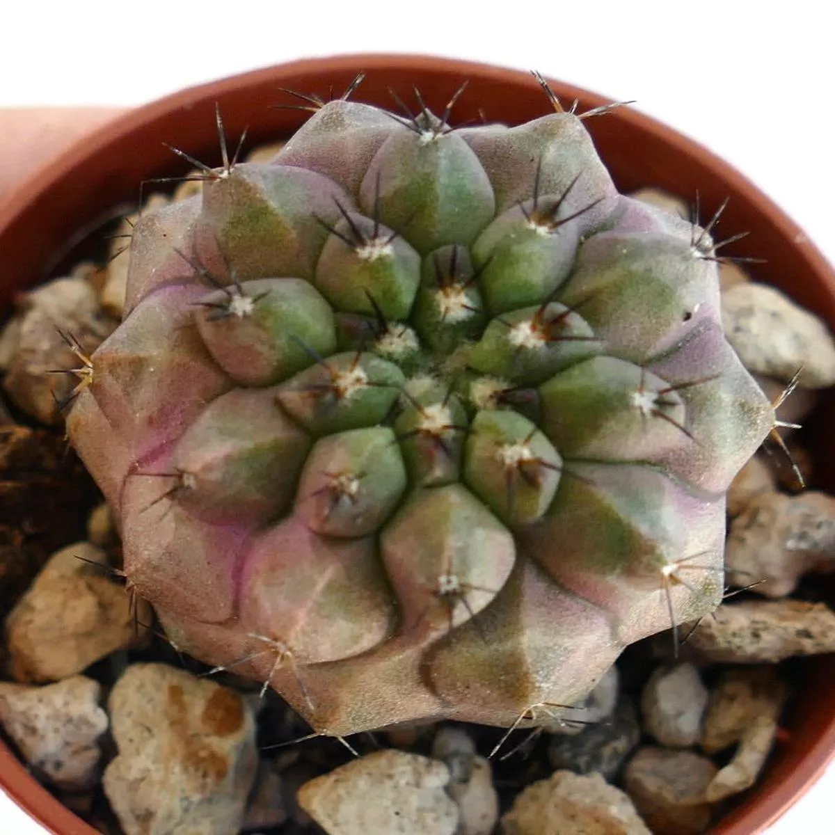 Copiapoa chypogaea X serpentisulcata V910