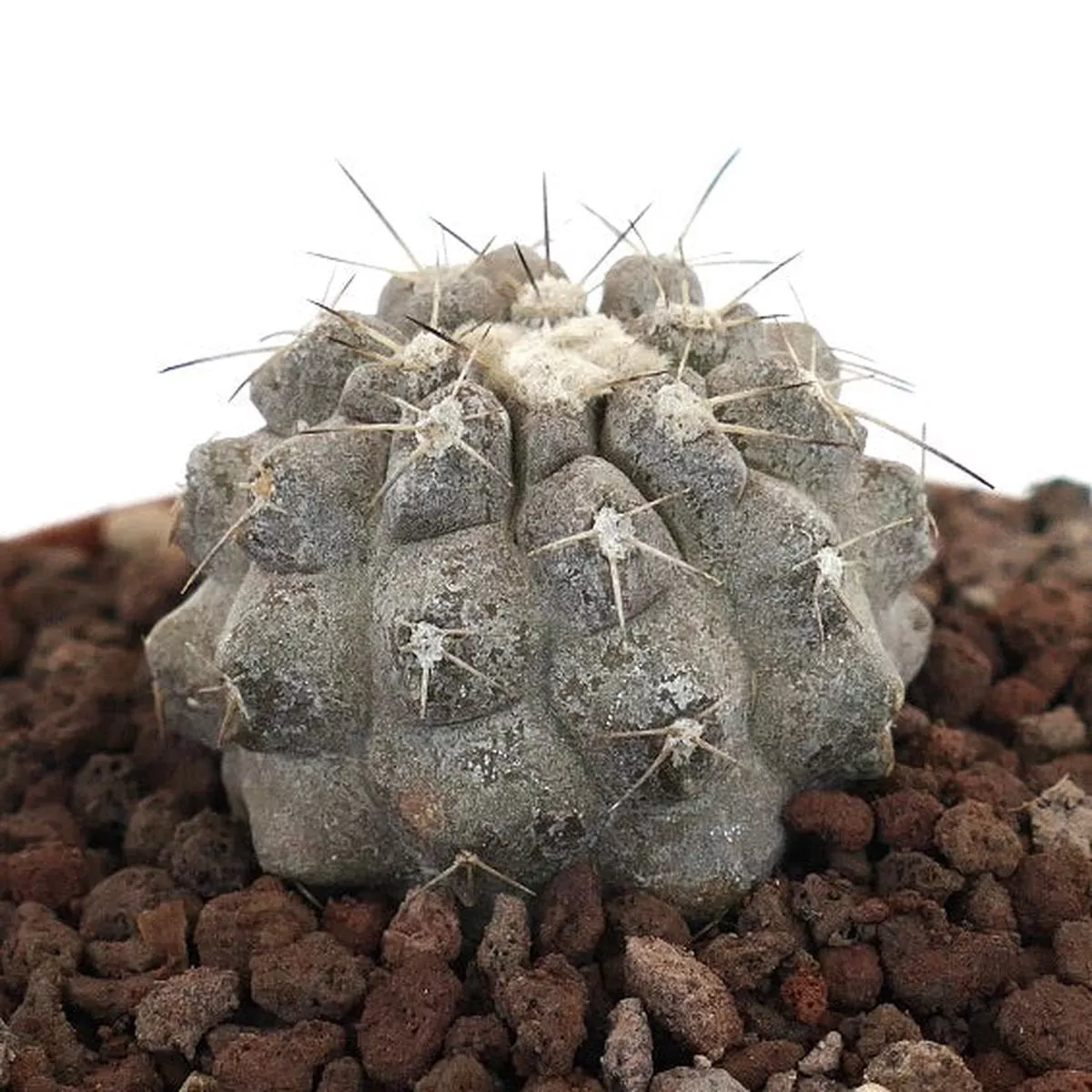 Copiapoa cinera albispina SUPER GRAY C328