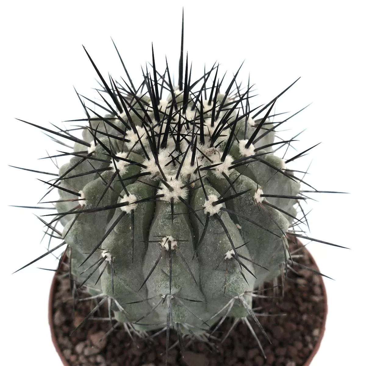 Copiapoa cinera BIG SIZE GRAFTED