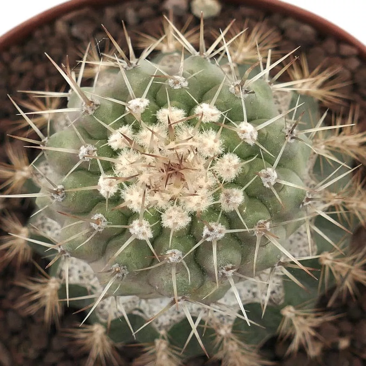 Copiapoa cinera var. albispina SELECTED GRAFTED