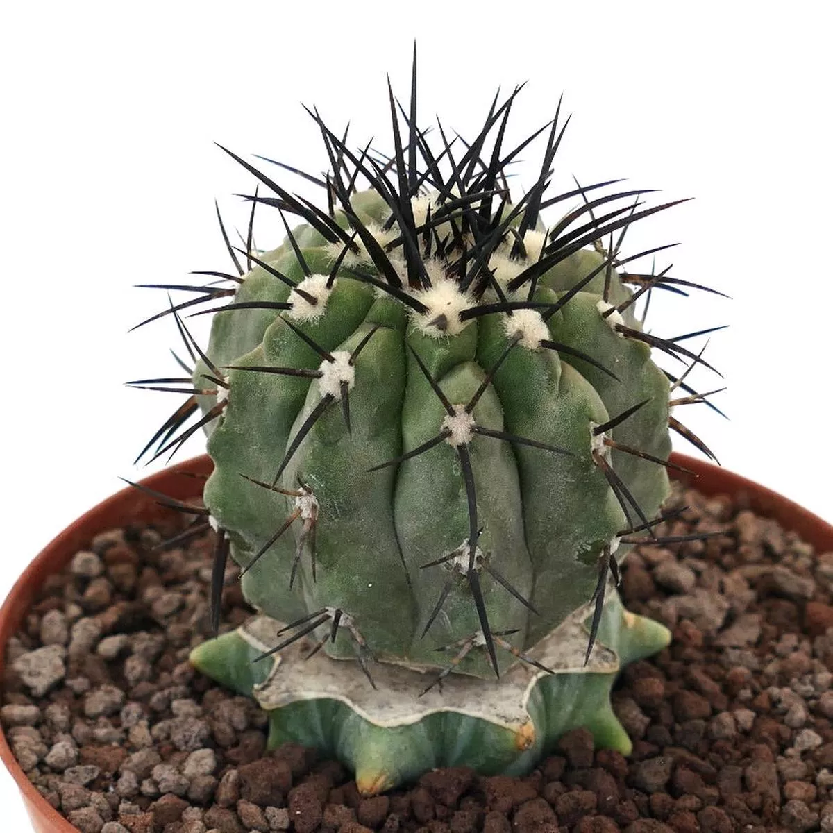Copiapoa cinerea (big specimen) GRAFTED