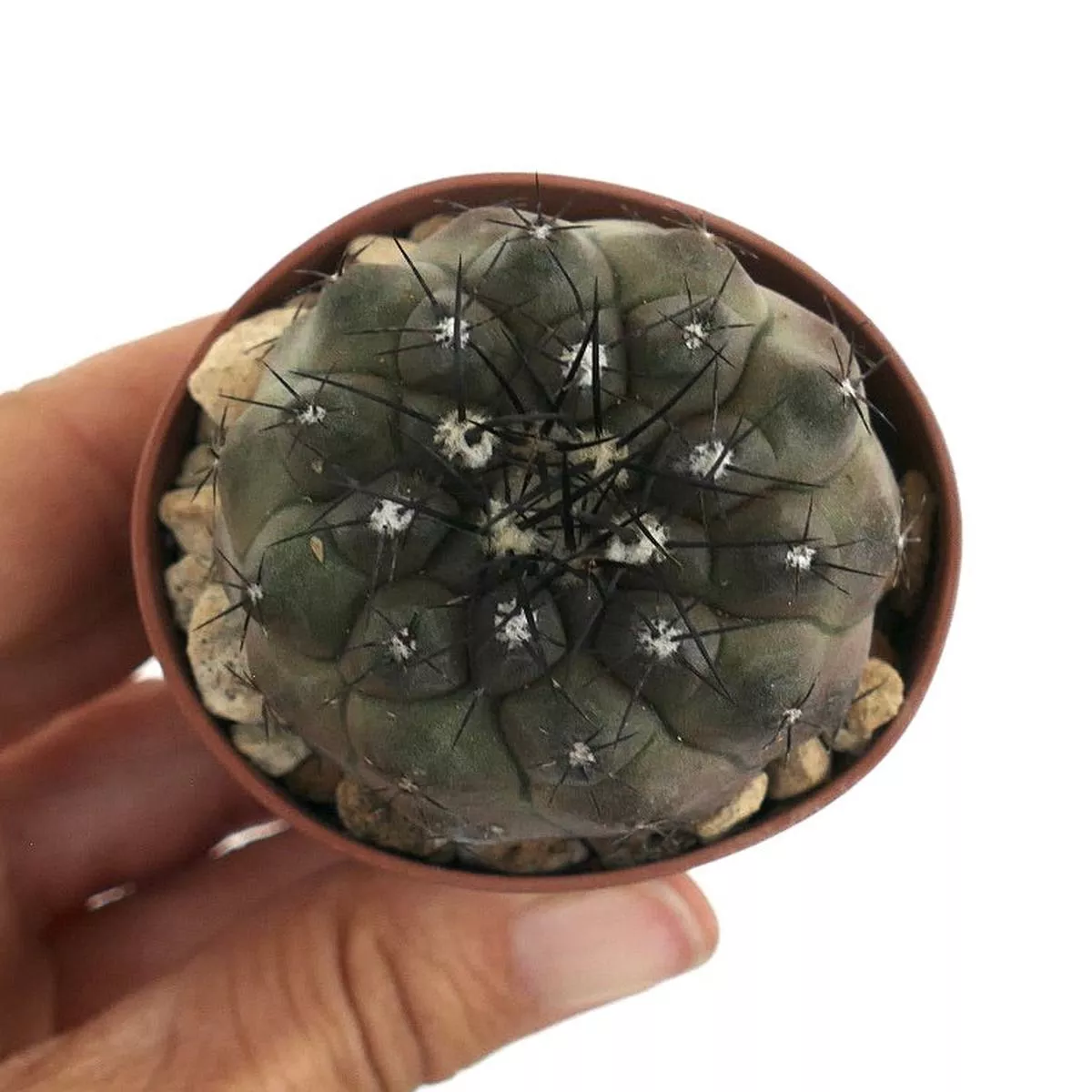 Copiapoa cinerea BON3