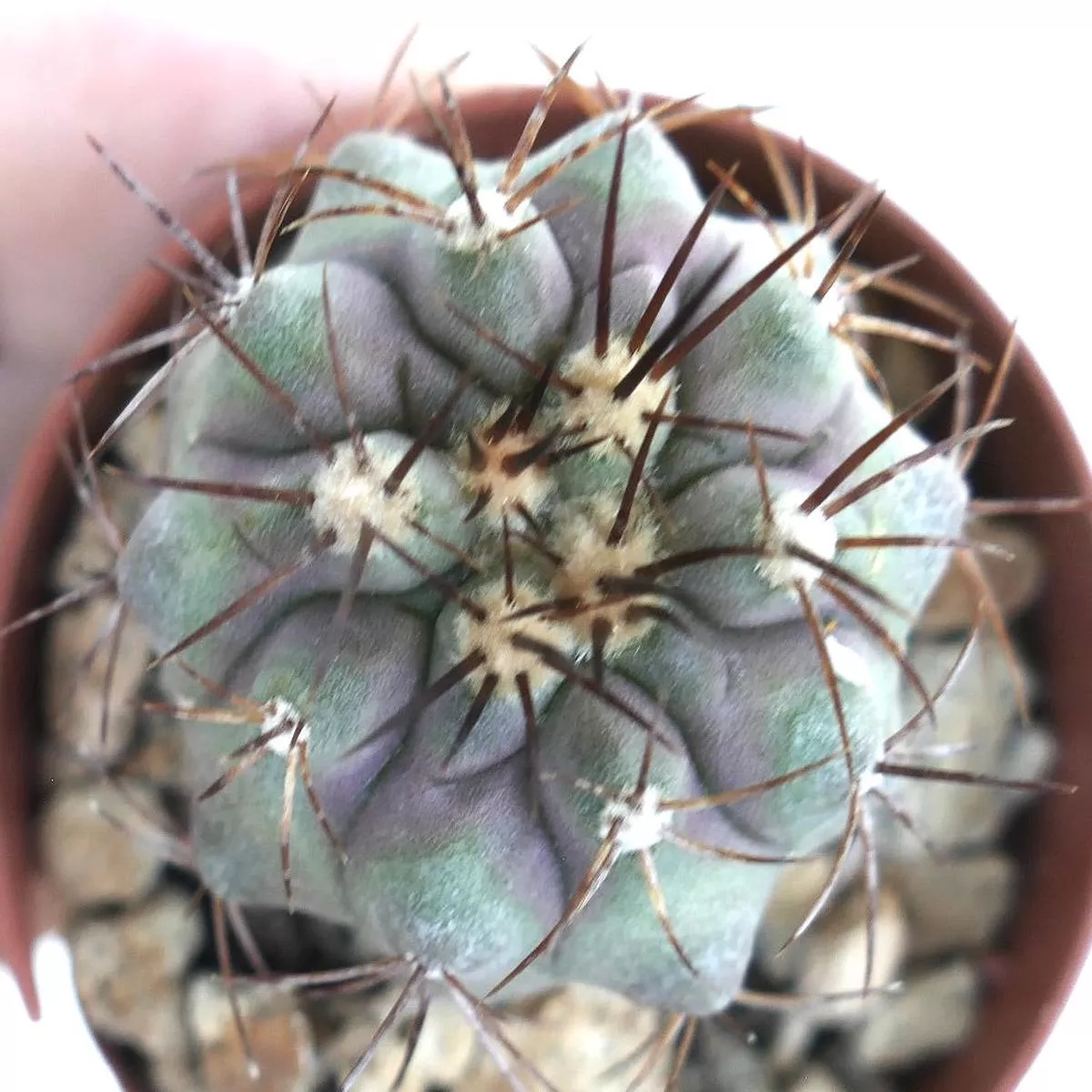 Copiapoa cinerea BROWN SPINES
