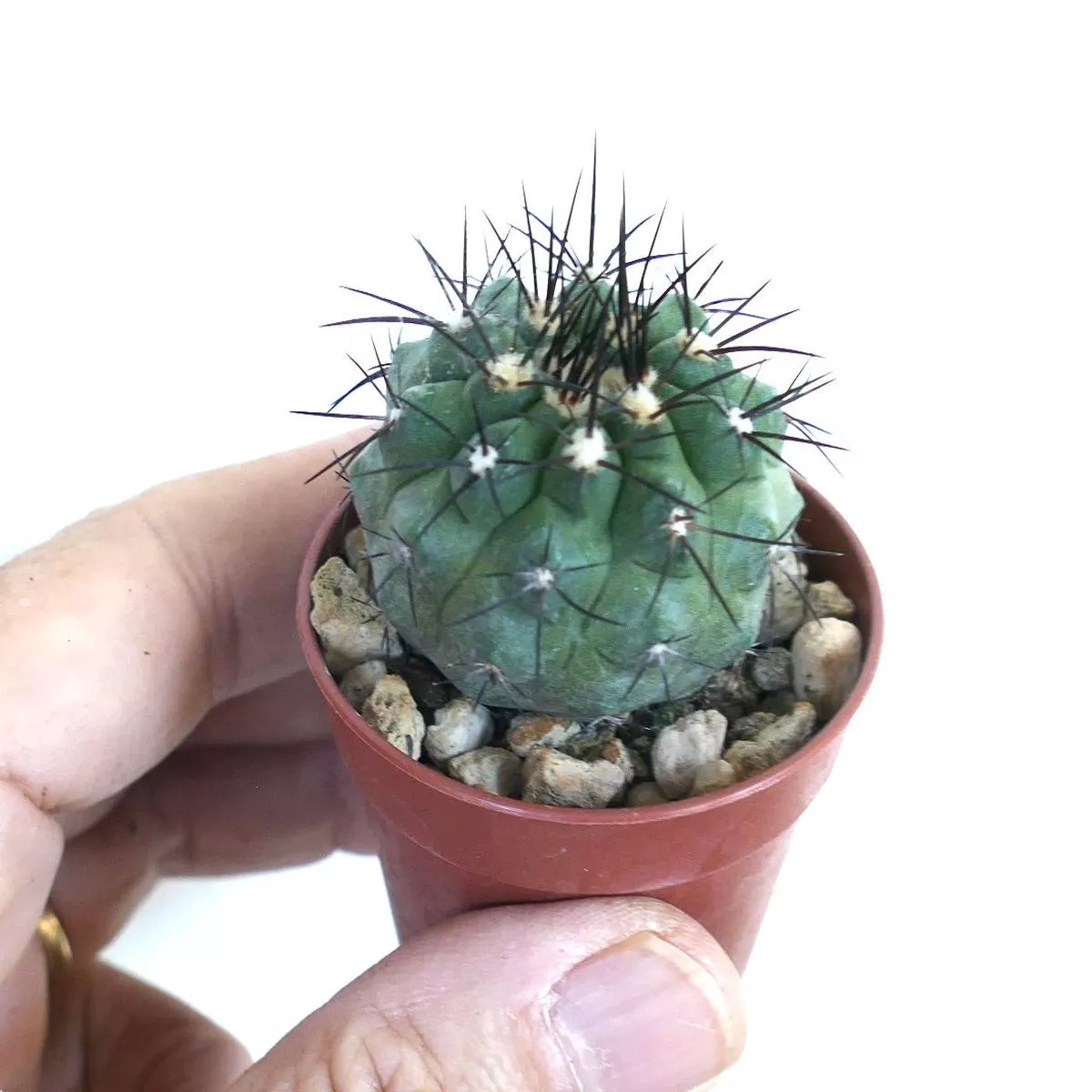 Copiapoa cinerea C310-G839