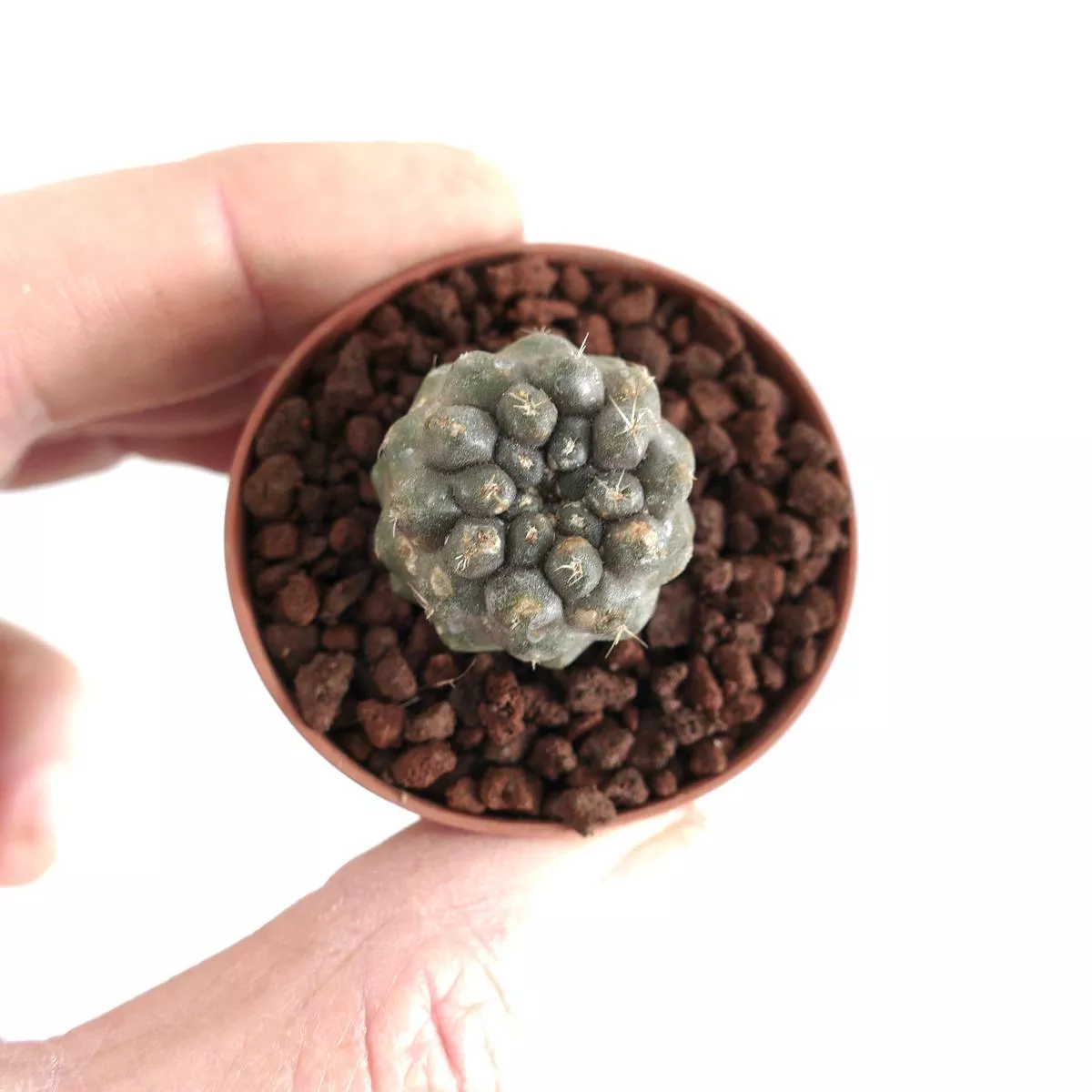 Copiapoa cinerea form. unguispina x hypogaea