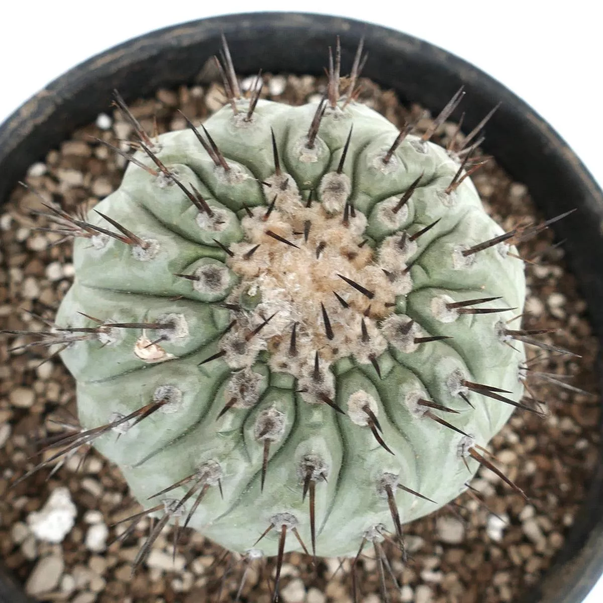 Copiapoa cinerea GRAFTED 12CM