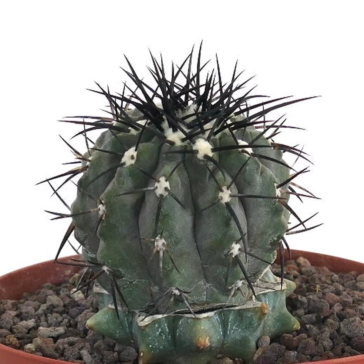 Copiapoa cinerea GRAFTED GRAY BODY & BLACK SPINES