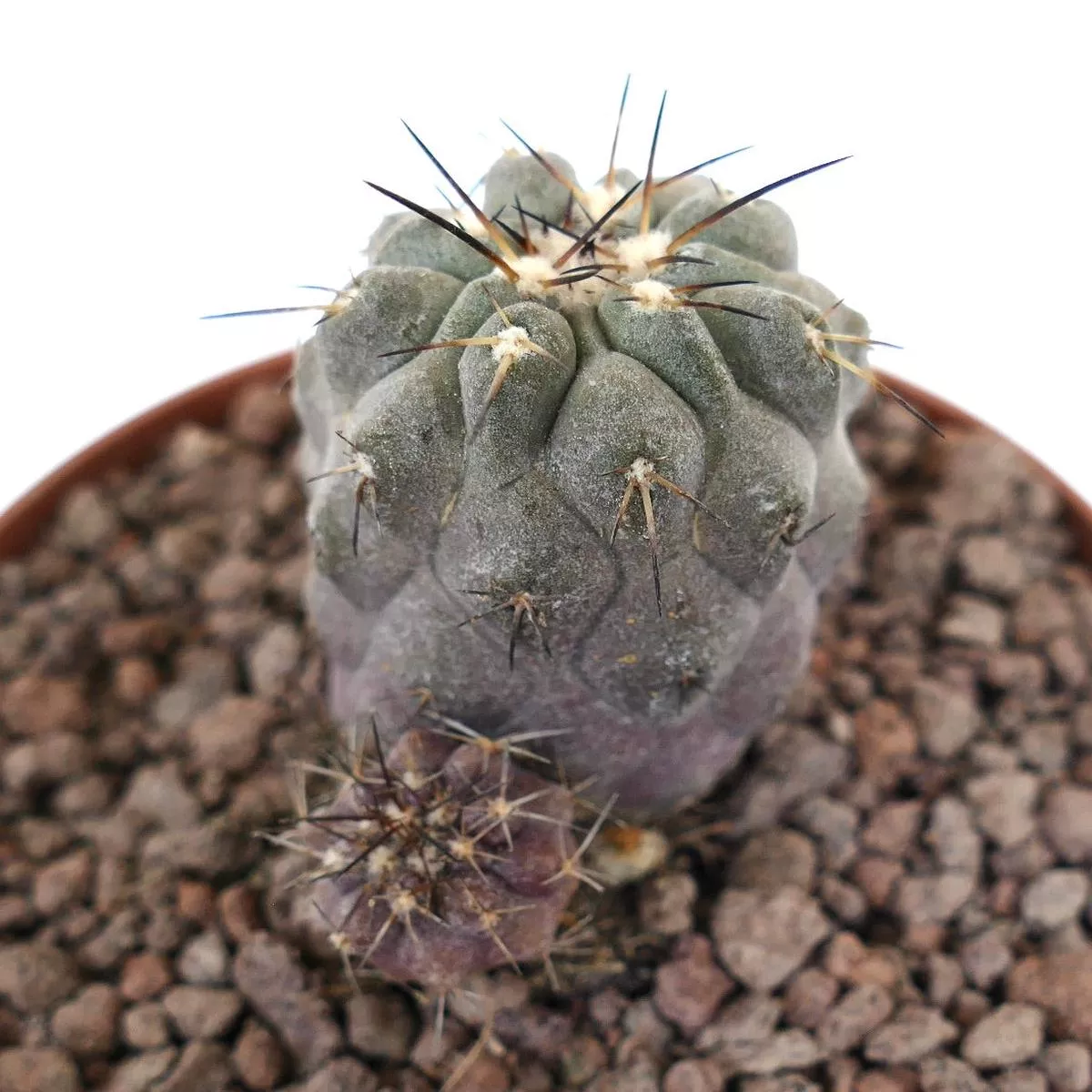 Copiapoa cinerea GRAY BROWN SPINES & SEEDLINGS