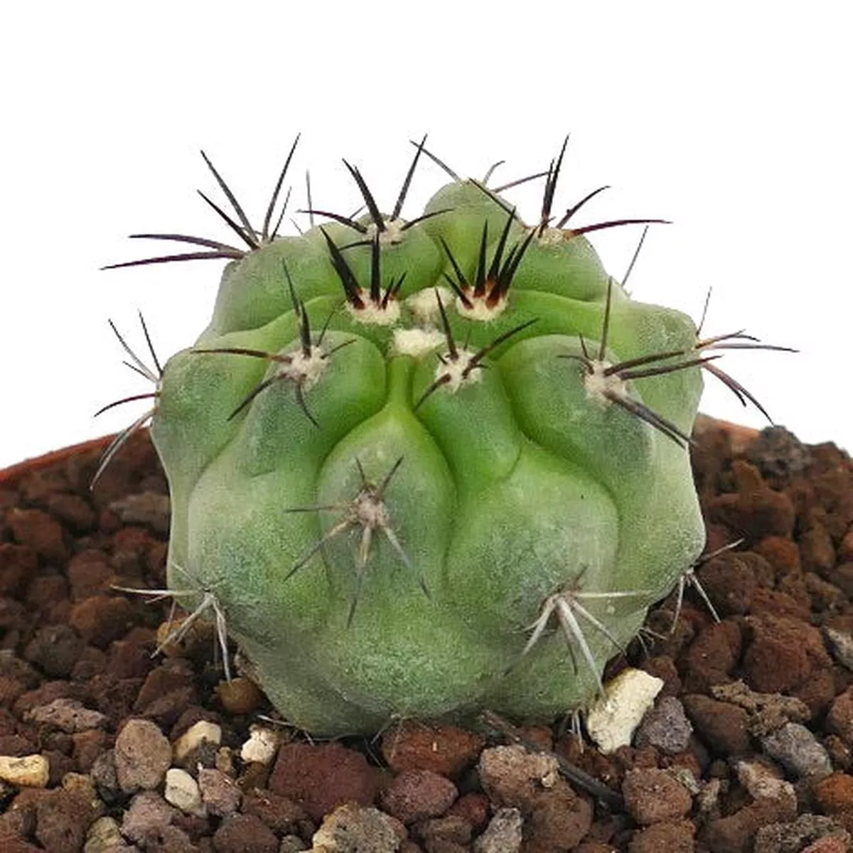 Copiapoa cinerea GREEN FORM 2012