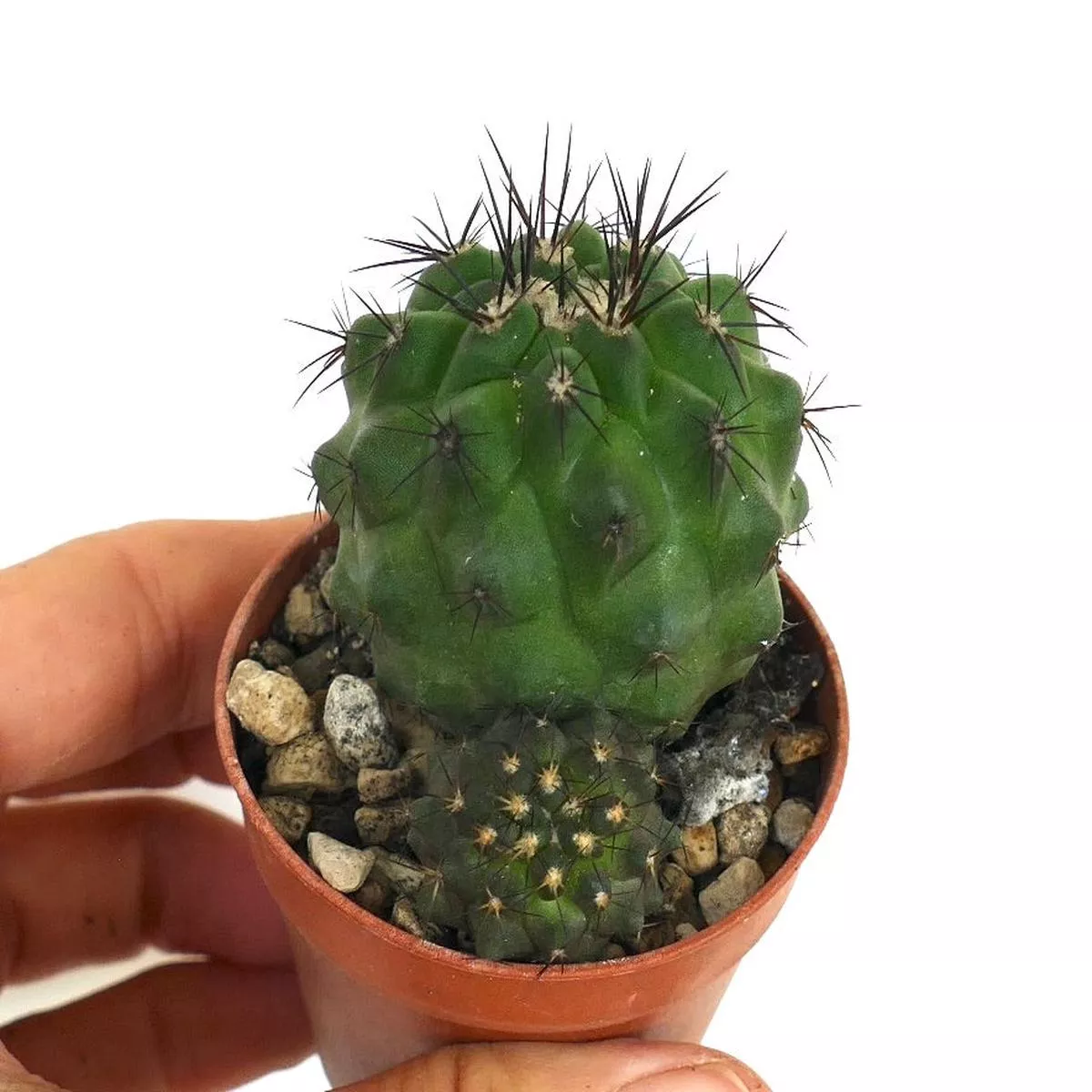 Copiapoa cinerea GREEN FORM