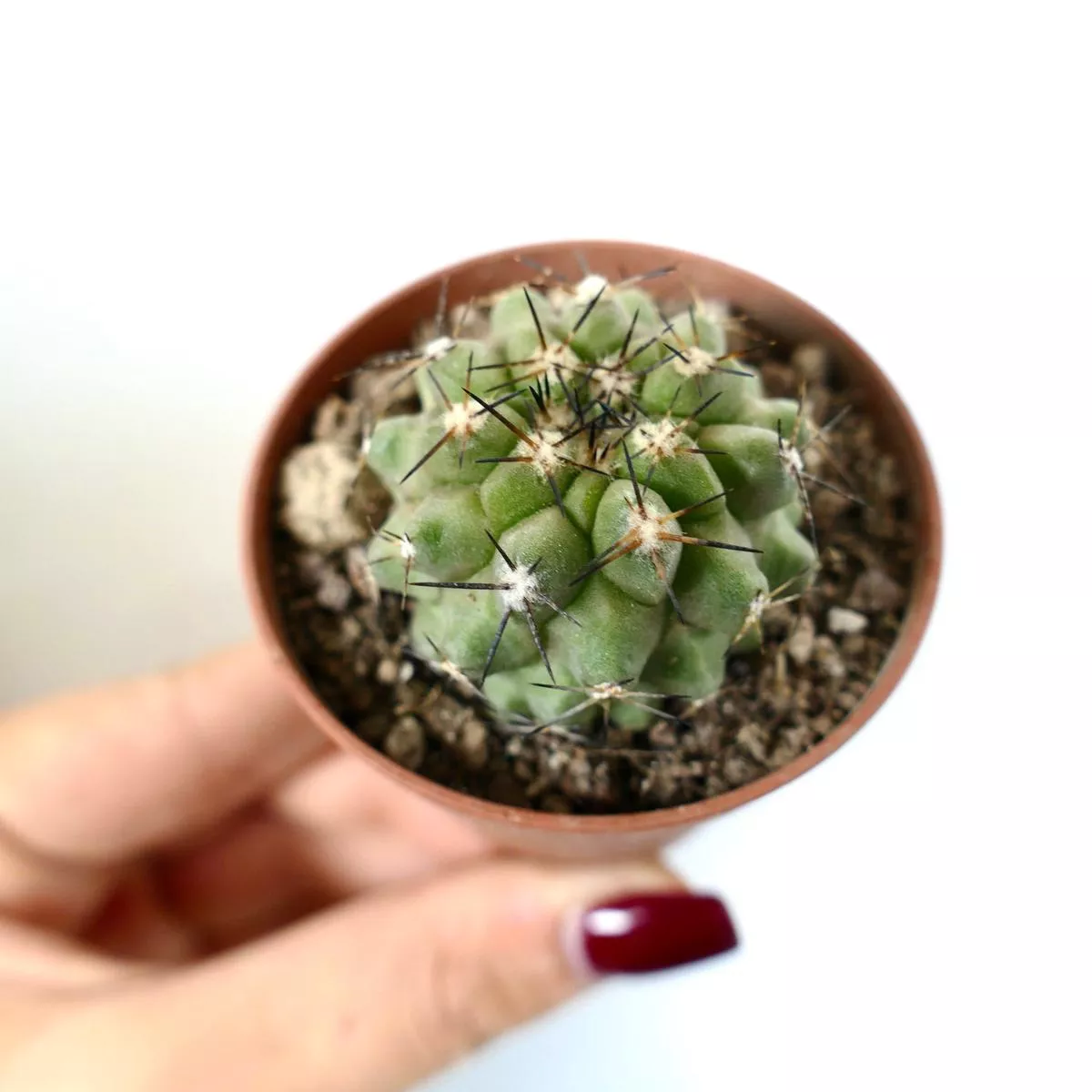Copiapoa cinerea GREEN x continua