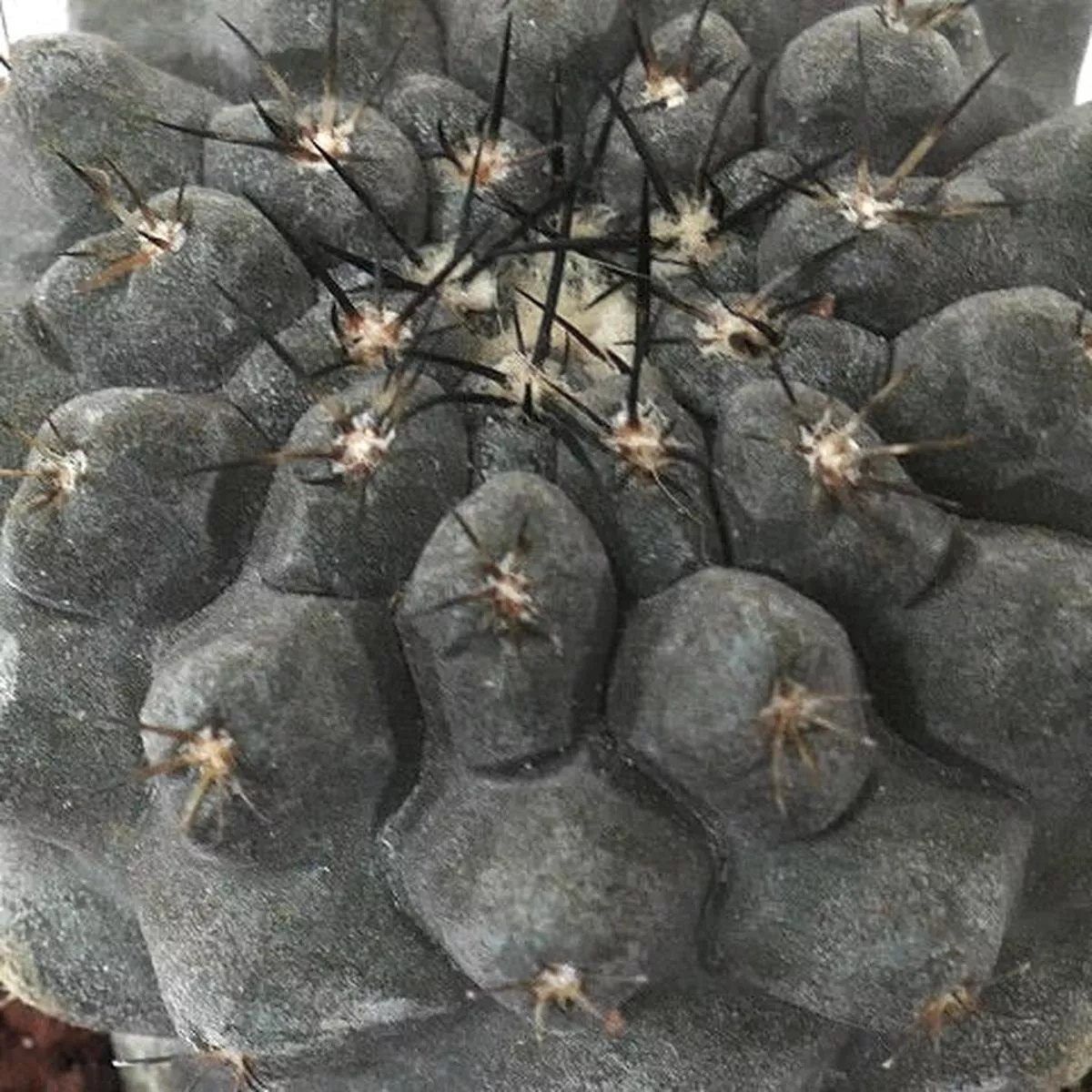 Copiapoa cinerea GREY KIKKO x desertorum