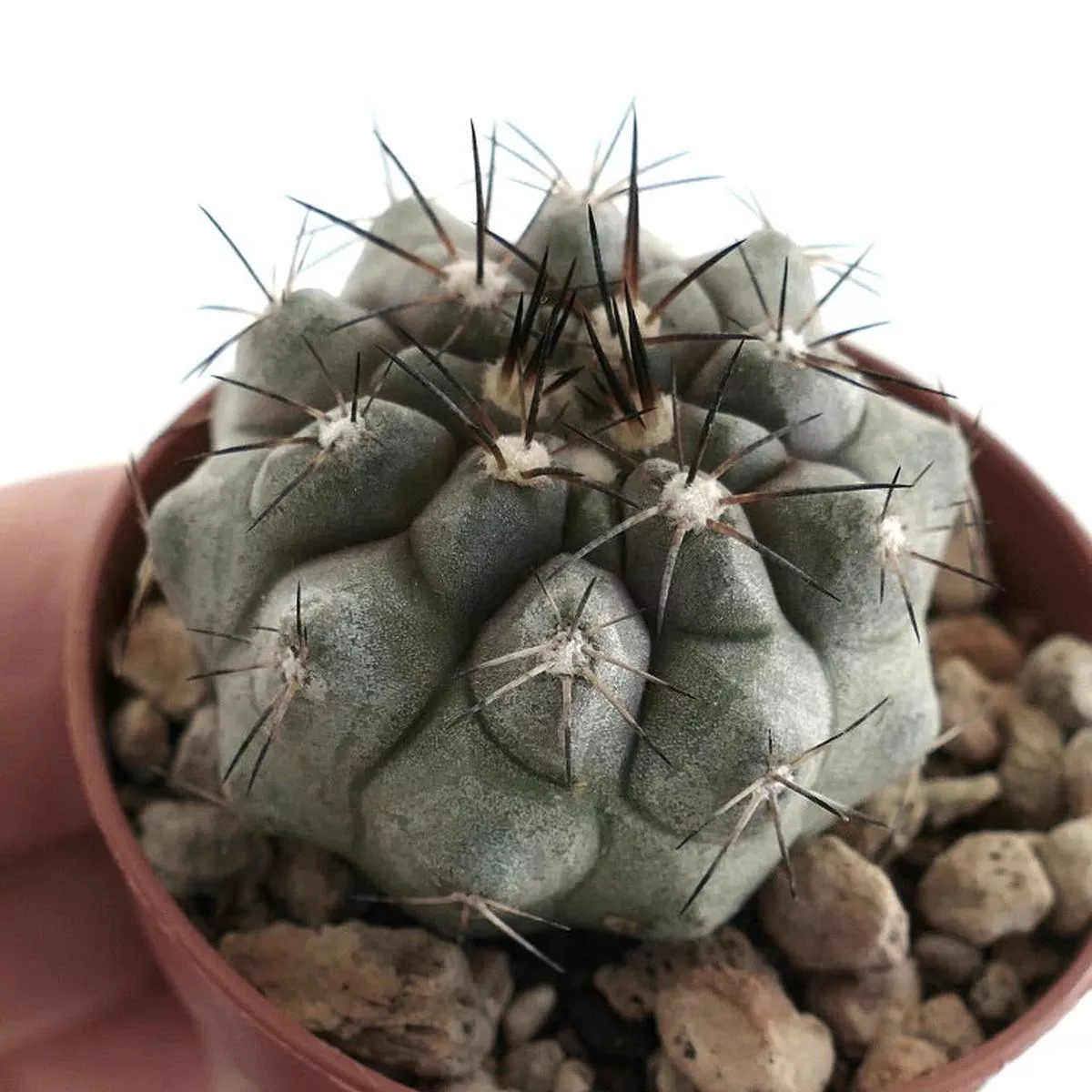 Copiapoa cinerea GREY TP44