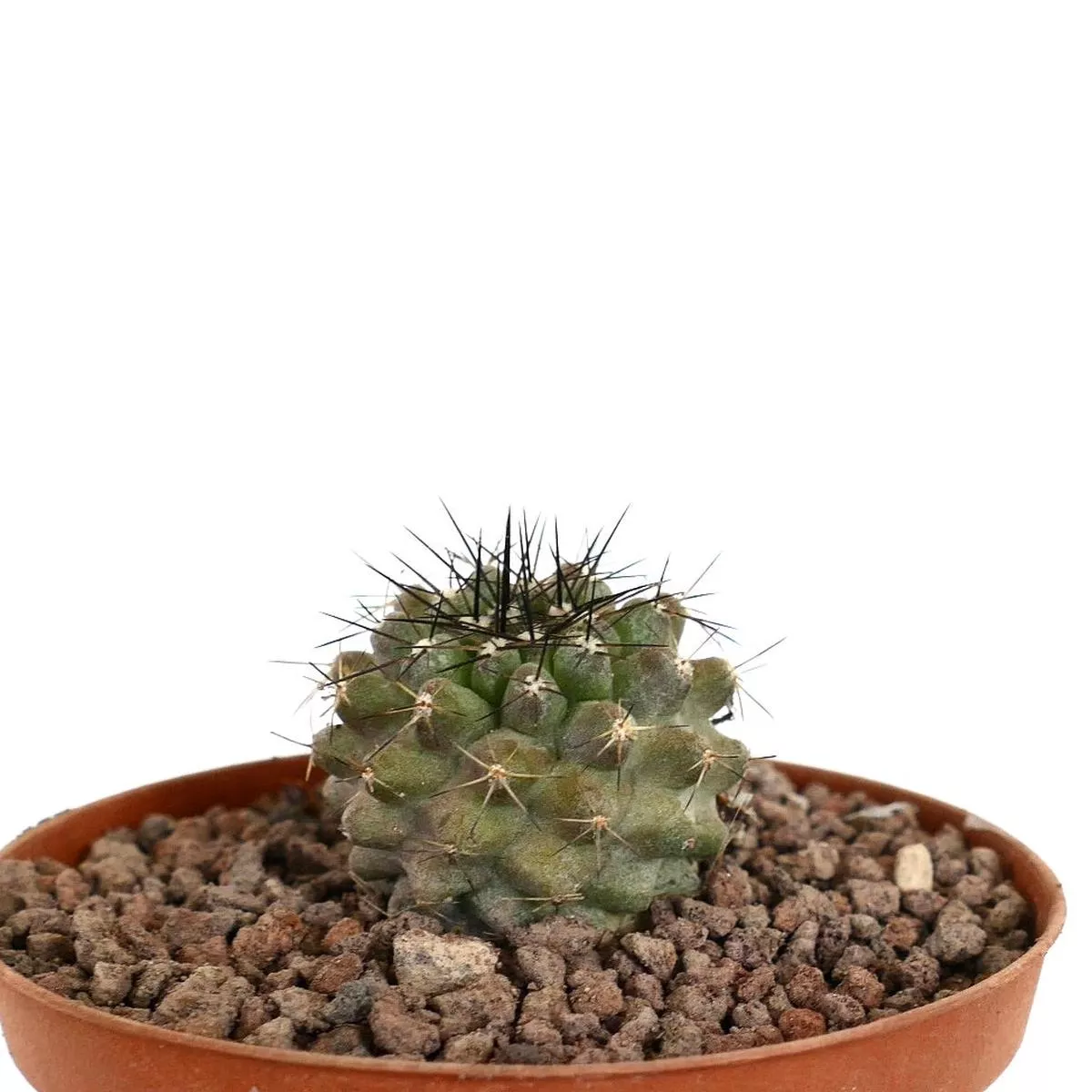 Copiapoa cinerea KIKKO x atacamensis