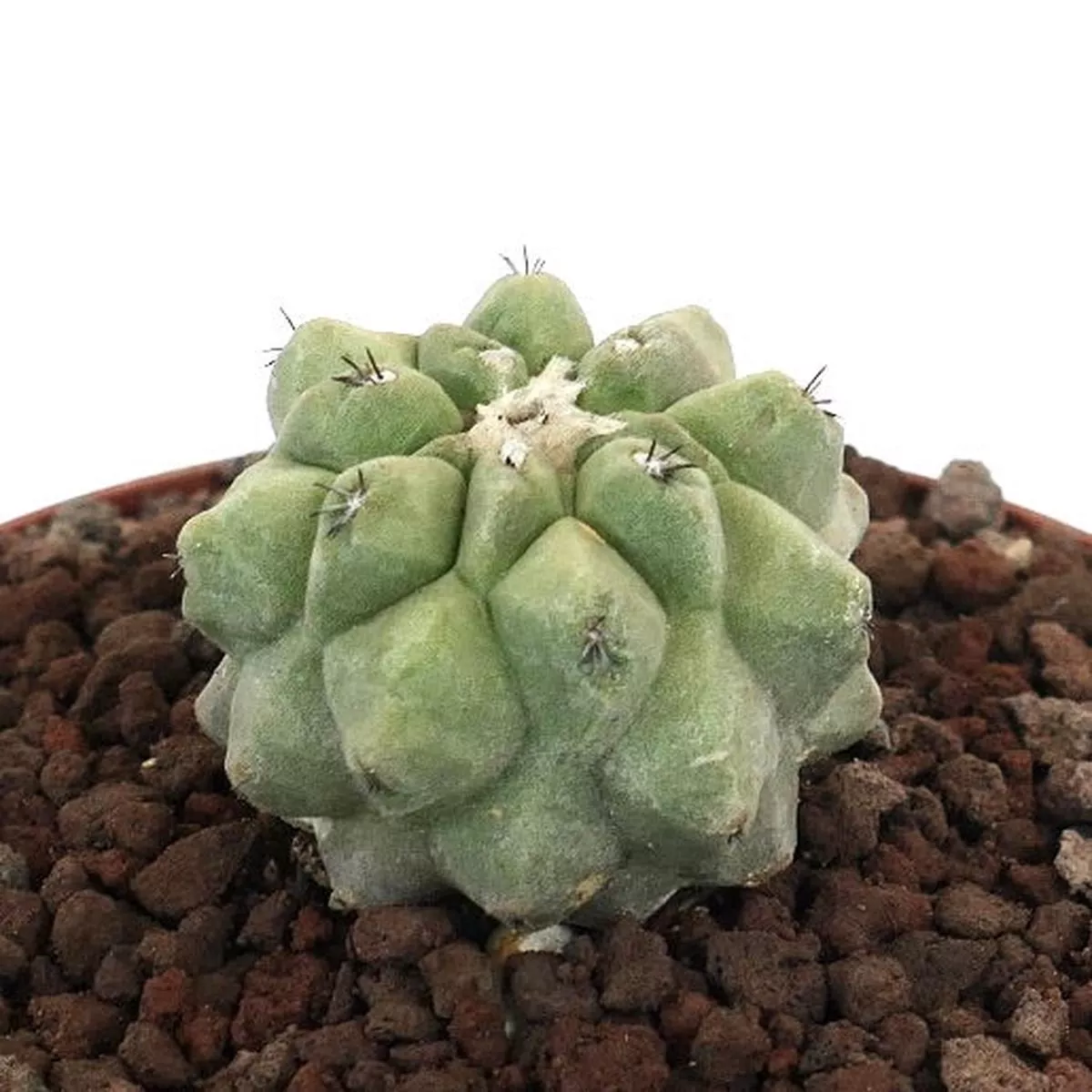 Copiapoa cinerea KIKKO x hypogaea 1188