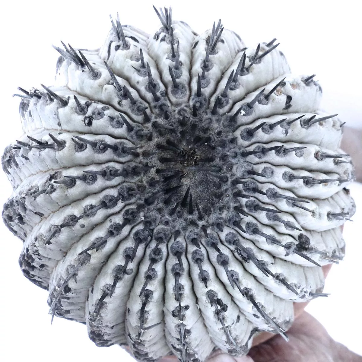 Copiapoa cinerea SEEDS