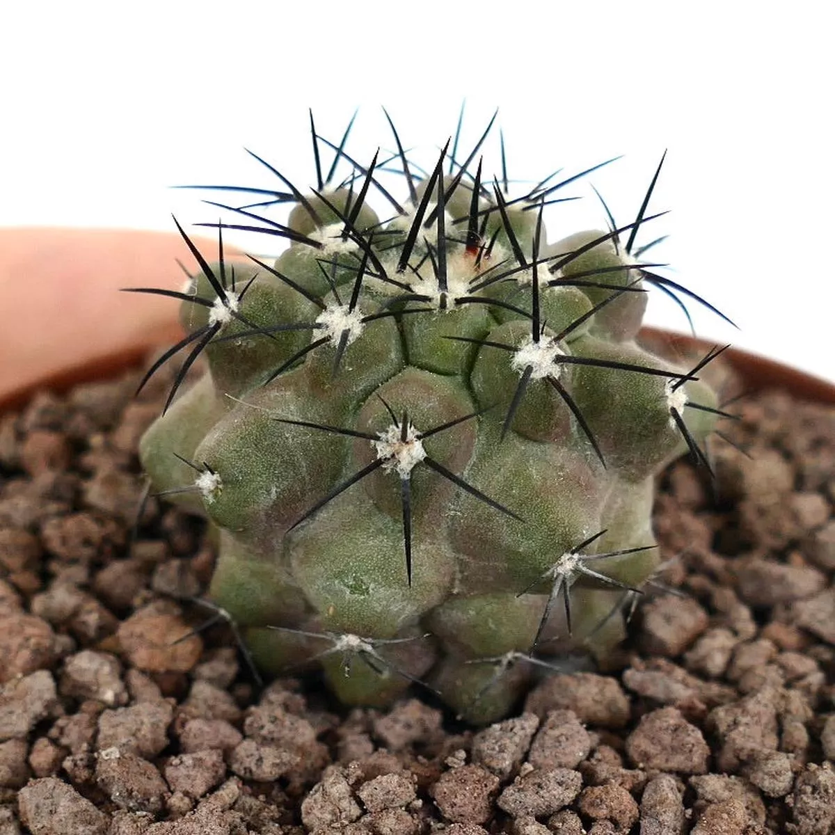 Copiapoa cinerea SELECTED PLANT