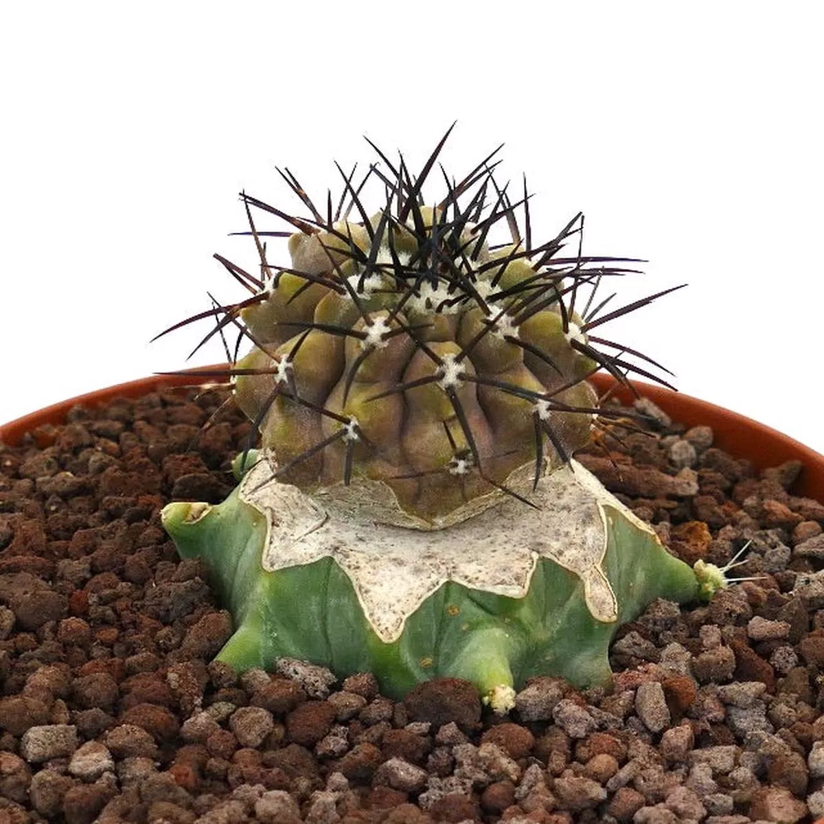 Copiapoa cinerea STRONG BLACK SPINES GRAFTED