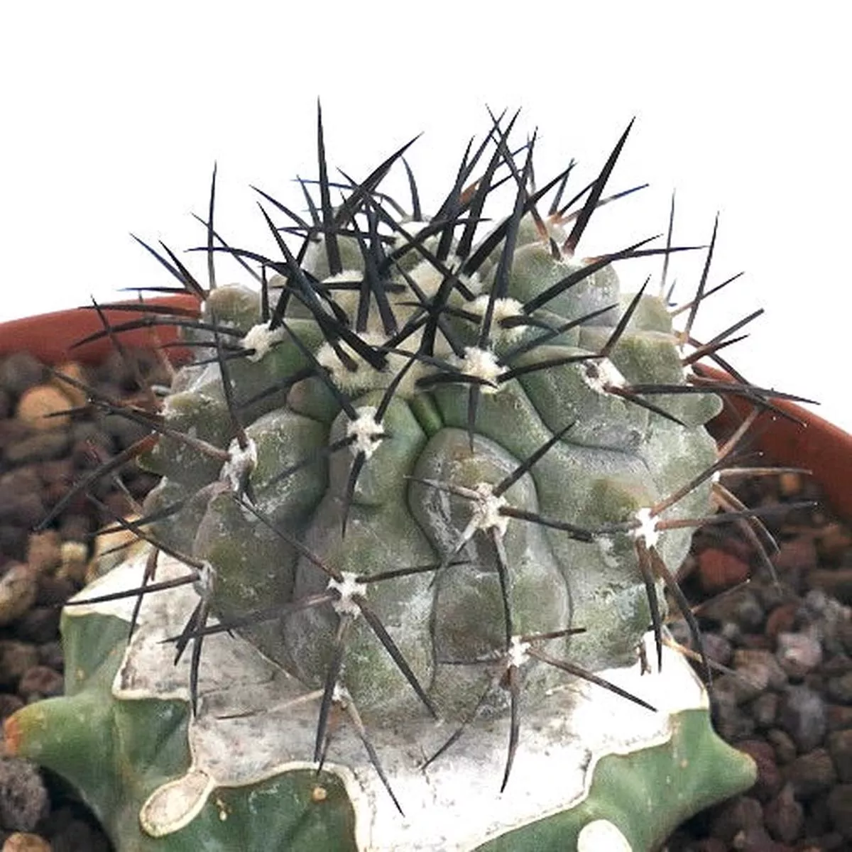 Copiapoa cinerea TALTAL GRAFTED
