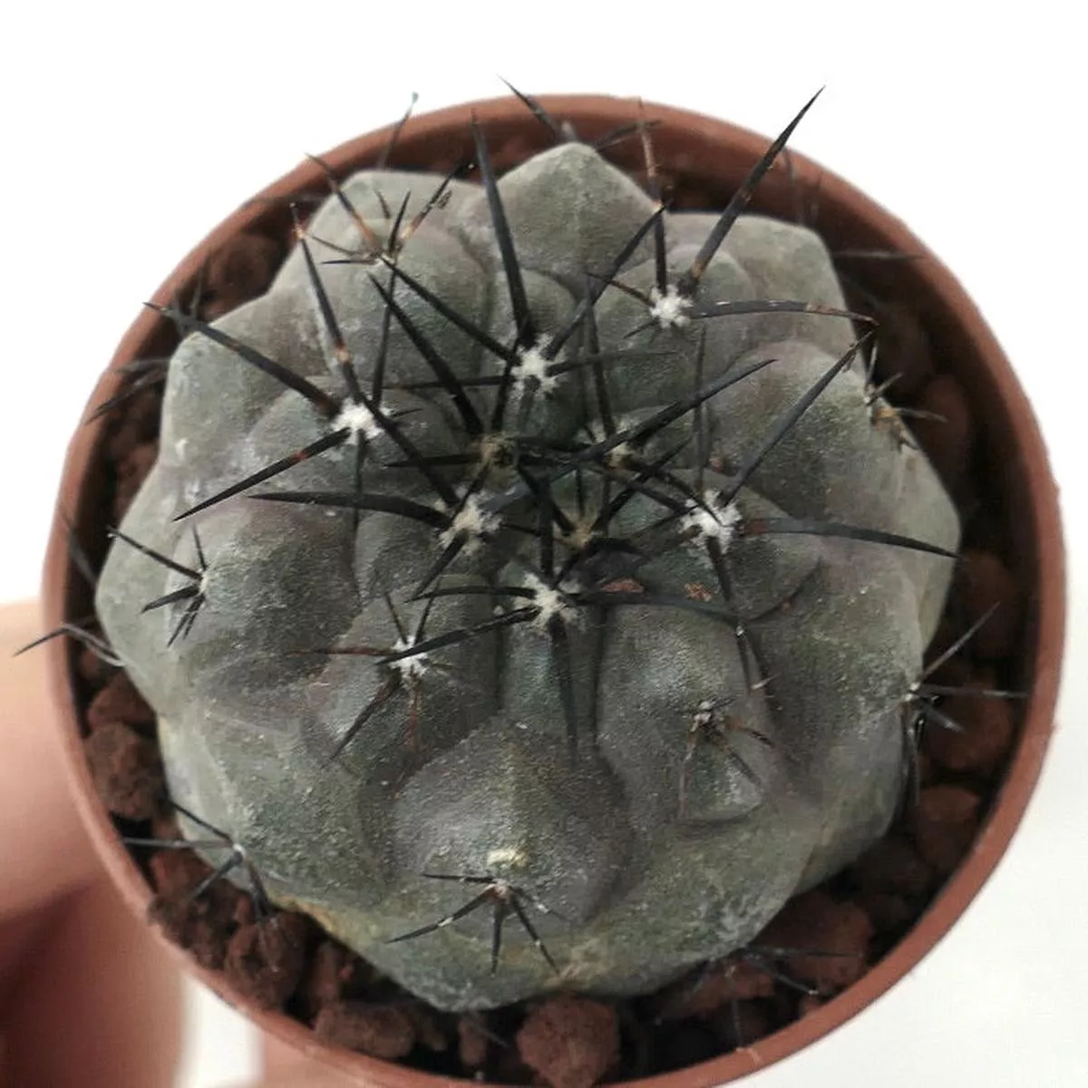 Copiapoa cinerea (TALTAL)