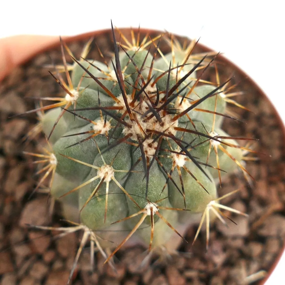 Copiapoa cinerea THIN BROWN SPINES