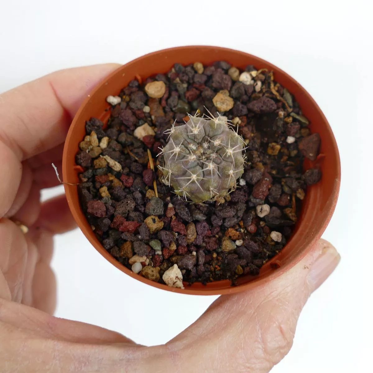 Copiapoa cinerea var. albispina (young cluster)