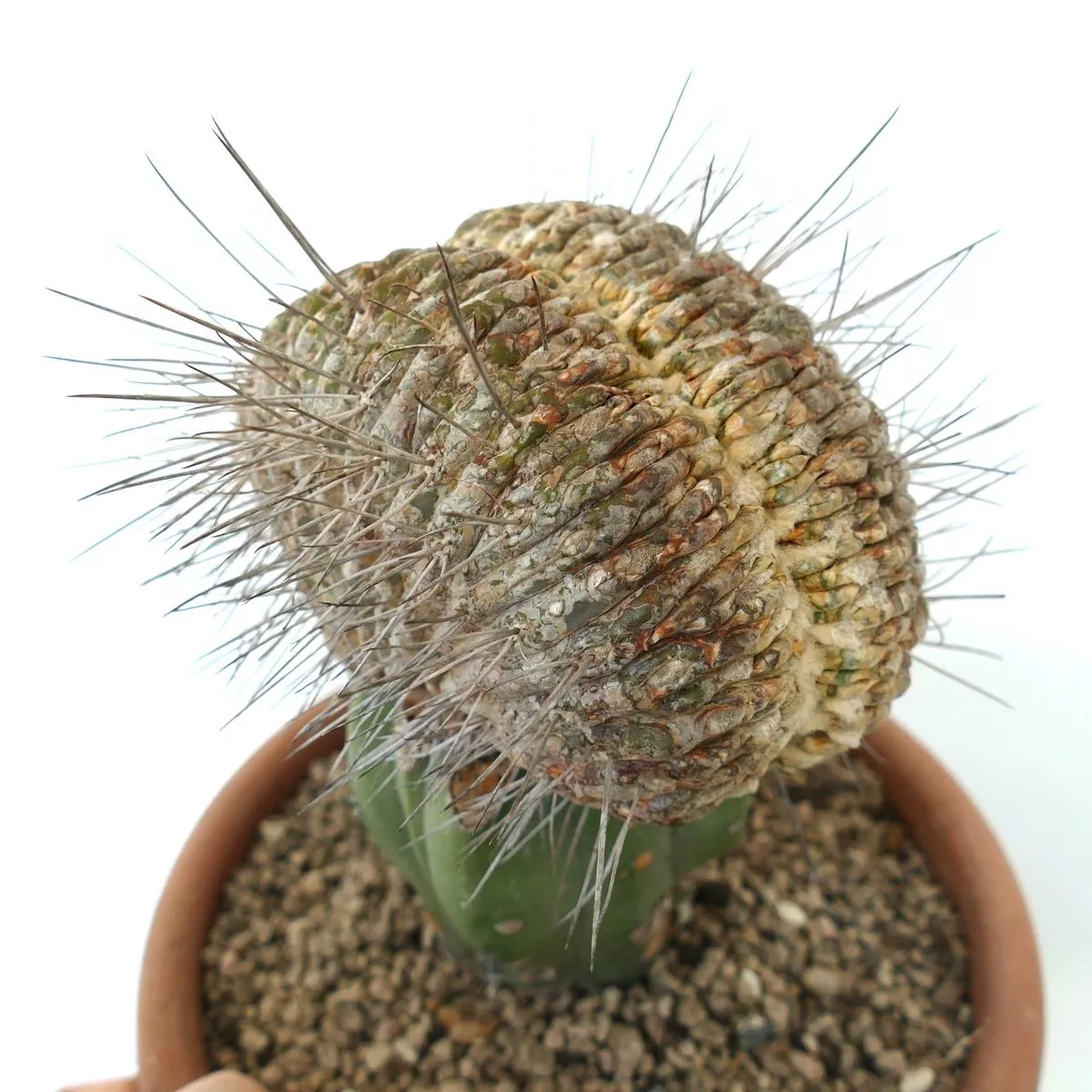 Copiapoa cinerea var. dealbata CRESTED (GRAFTED)