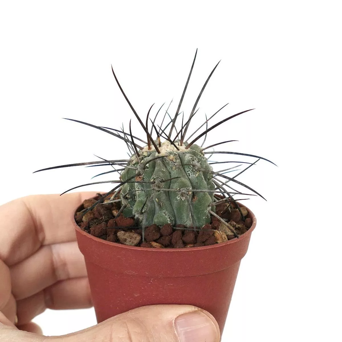 Copiapoa cinerea var. dealbata DEGRAFTED