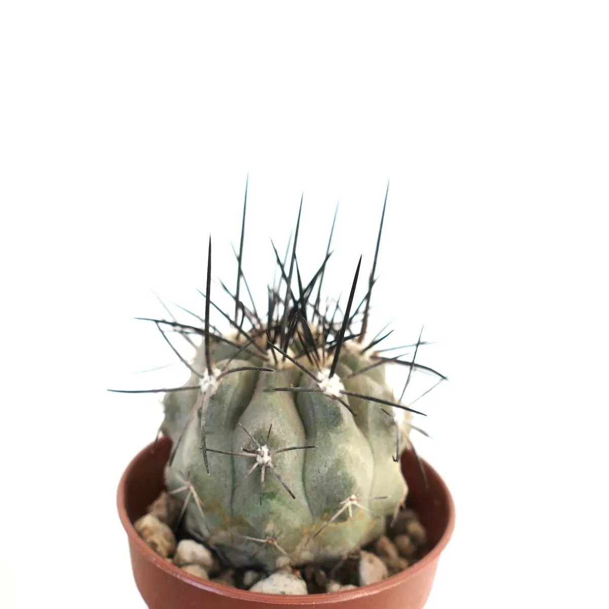 Copiapoa cinerea var dealbata GRAY FORM IB6