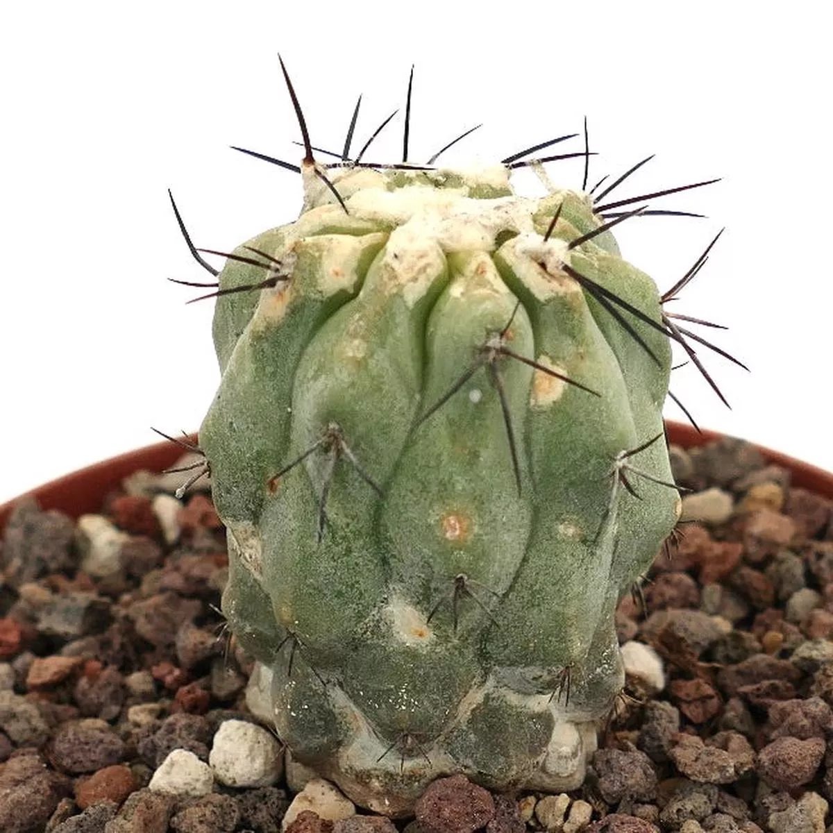 Copiapoa cinerea var. dealbata H9
