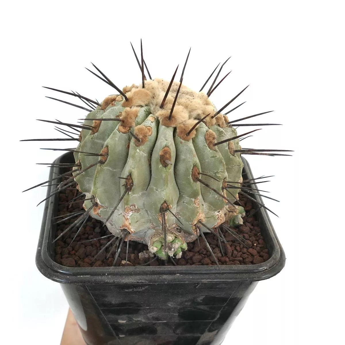 Copiapoa cinerea var dealbata