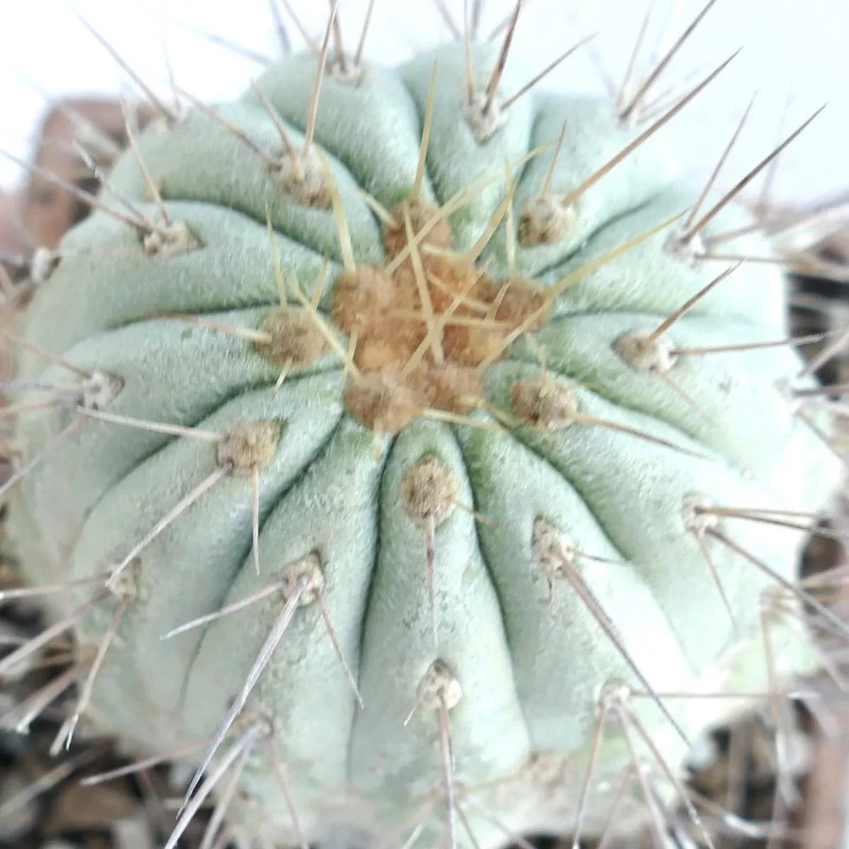 Copiapoa cinerea var. gigantea