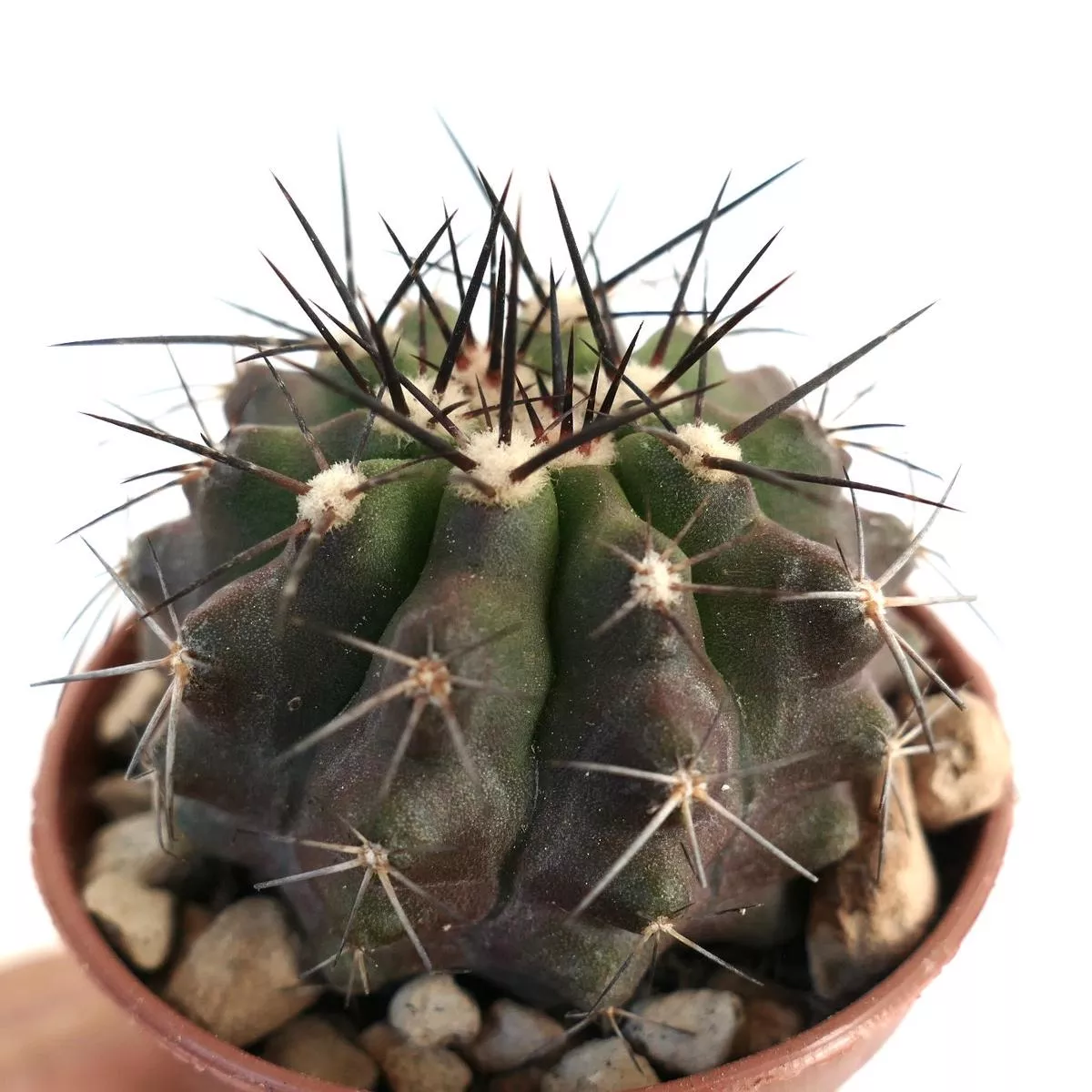 Copiapoa cinerea x atacamensis 1115