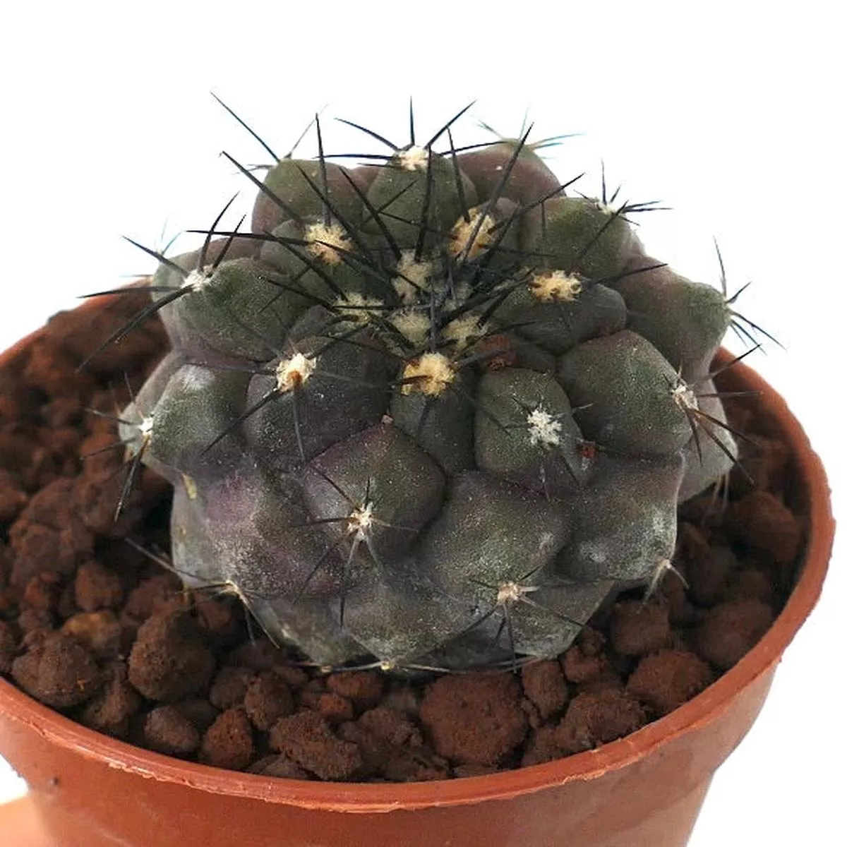 Copiapoa cinerea X Copiapoa alticostata