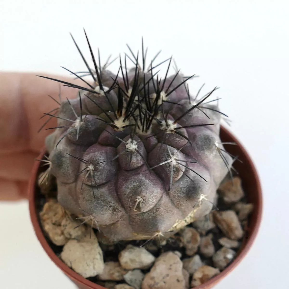 Copiapoa cinerea X Copiapoa dealbata 450