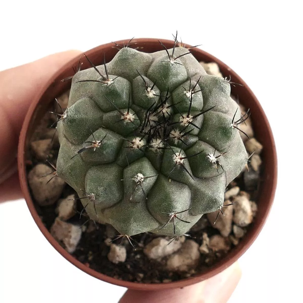 Copiapoa cinerea x Copiapoa desertorum BB89