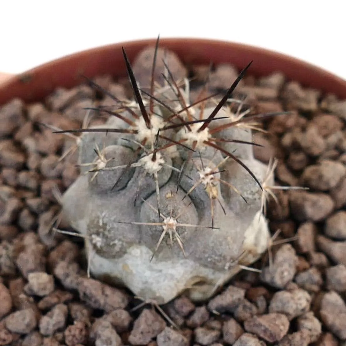 Copiapoa cinerea X Copiapoa desertorum