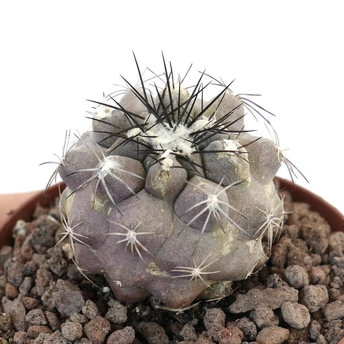 Copiapoa cinerea X Copiapoa hypogaea