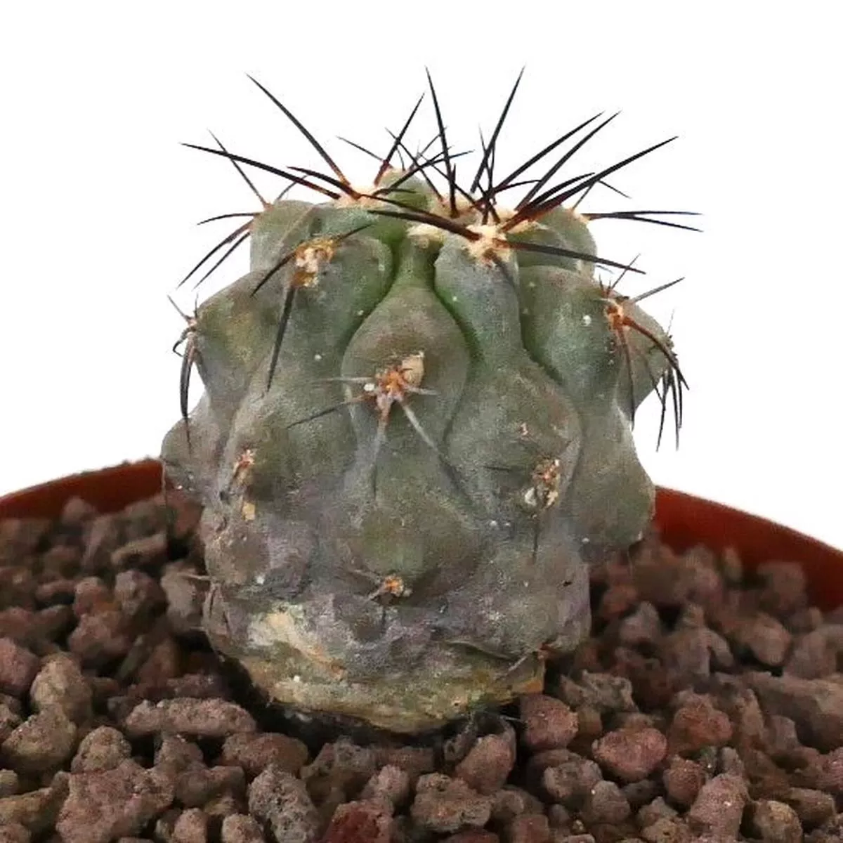 Copiapoa cinerea x dealbata