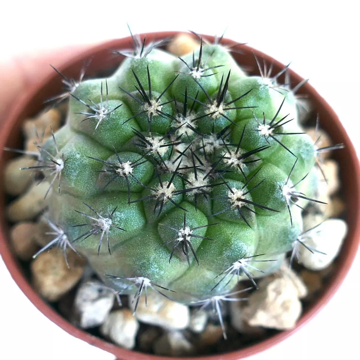 Copiapoa cinerea x dura